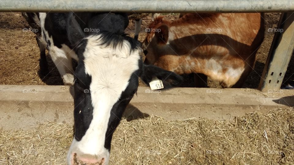 Farm, Livestock, Mammal, Cattle, Agriculture