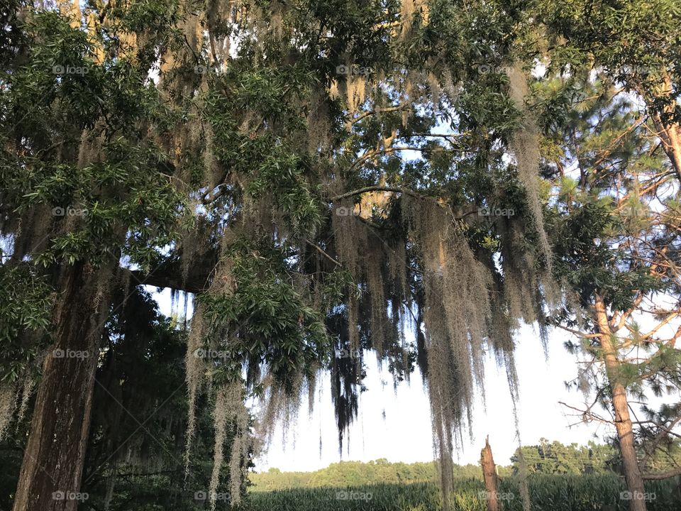 Enjoy ethereal Spanish moss found deep in the south. Wispy and romantic. Swaying in the wind while lovers sway to the music in their hearts.