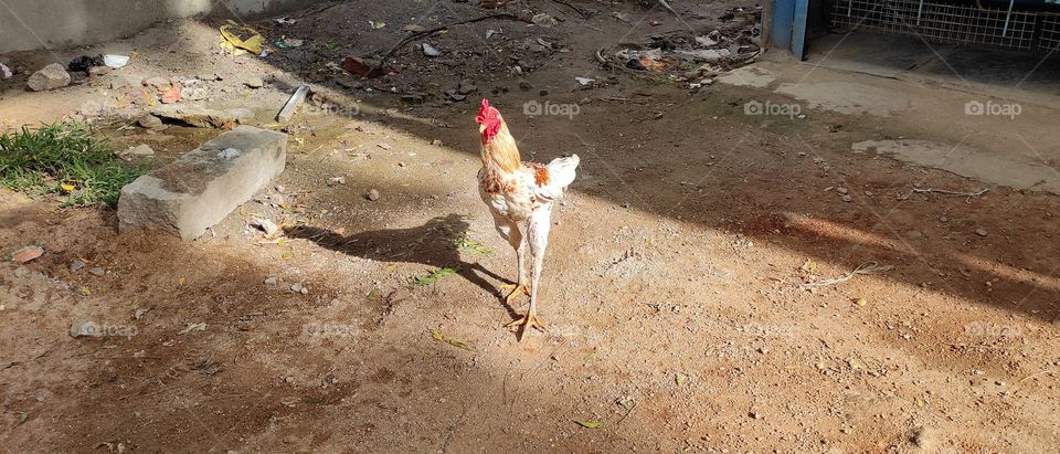 rooster walking