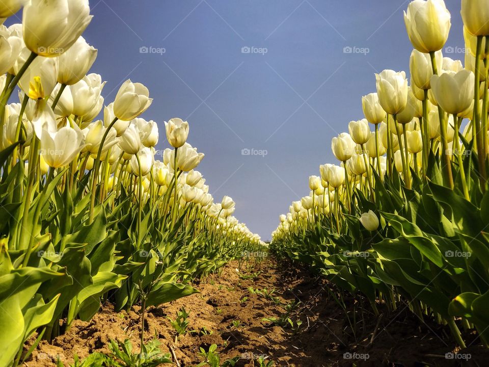 View of tulips field