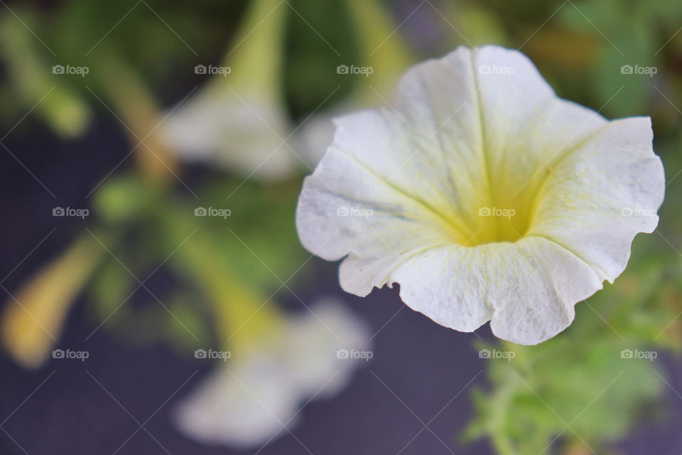 Closeup of white and yellow garden petunia (petunia atkinsiana). 