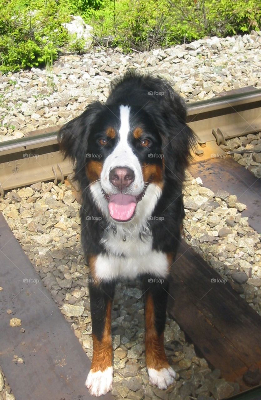 Happy Bernese Mountain dog hiking over railway tracks near Brandywine Falls on a hot summer’s day with little shade in British Columbia 
