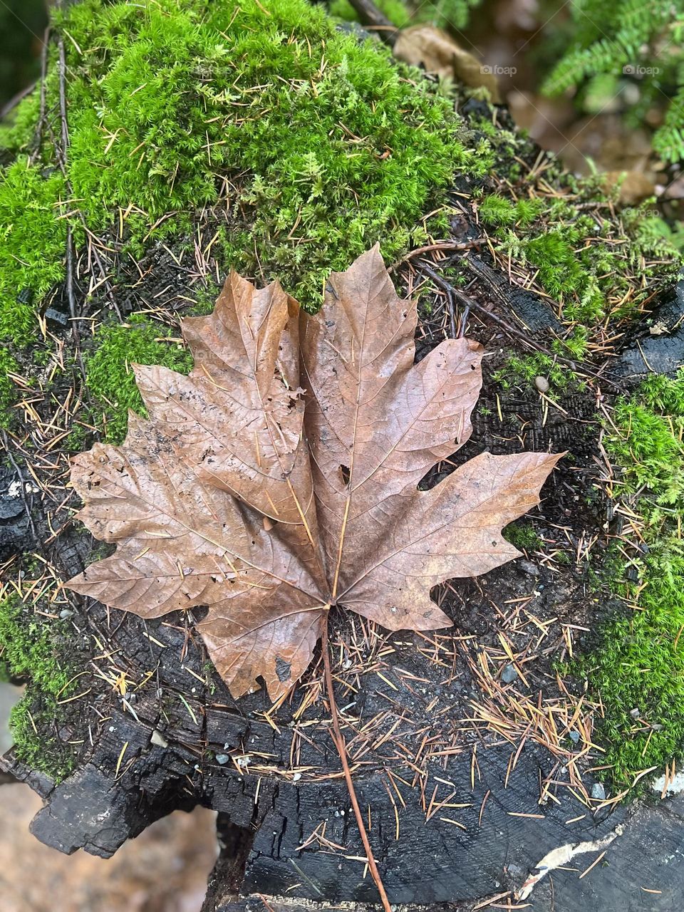 Biggest maple leaf on Vancouver island 