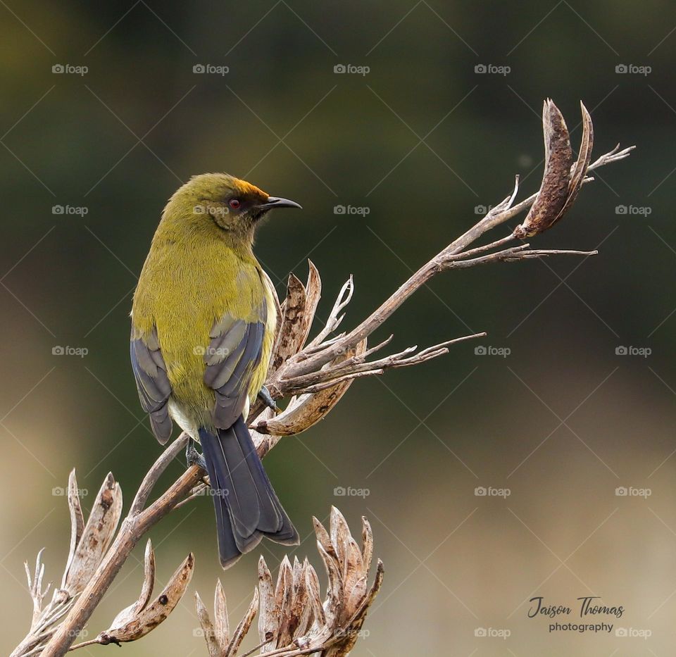 Bellbird