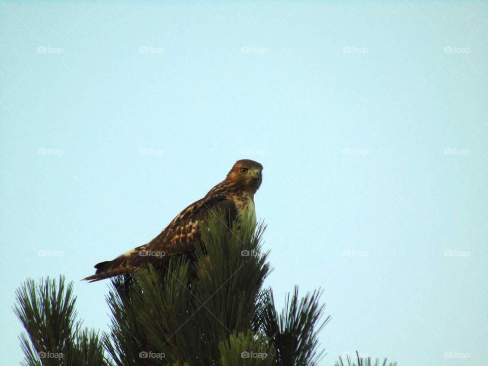 Hawk on a treetop 