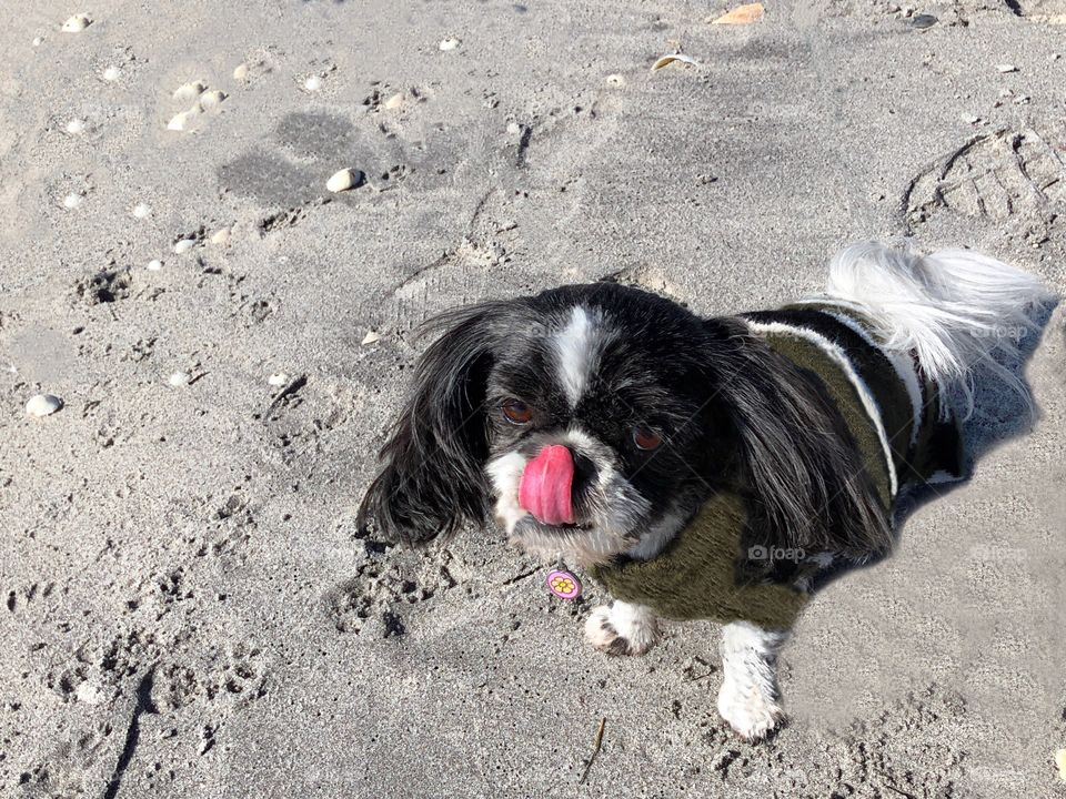 Springtime walk on the beach with your dog.