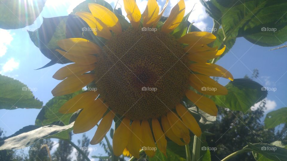 #sunflower