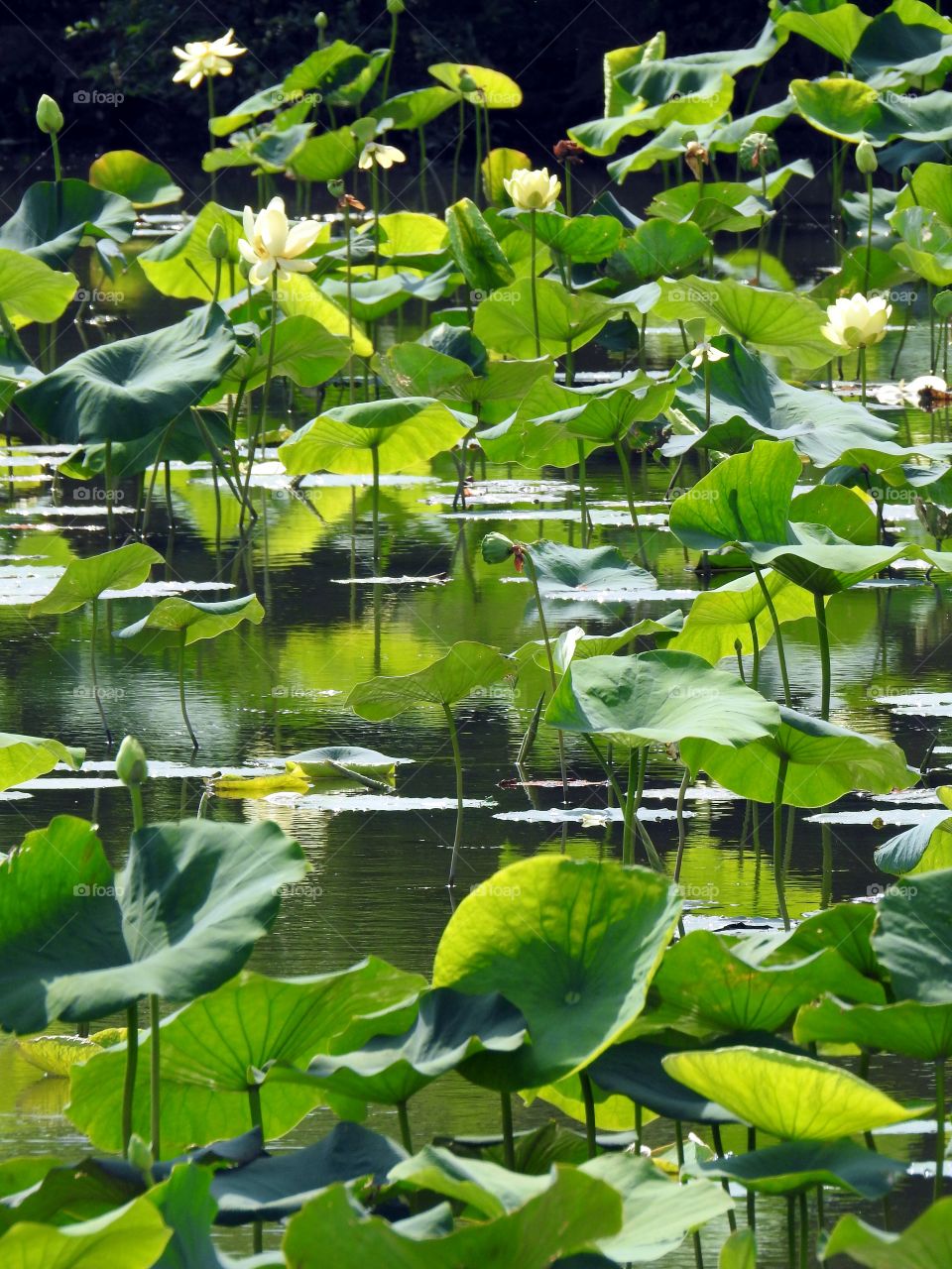Lilly pads