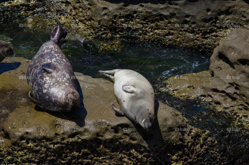 relaxing seals