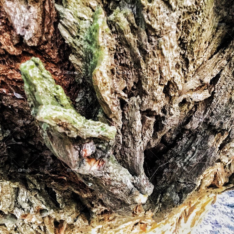 Pattern formations and their mixing ...trees amazed me since childhood