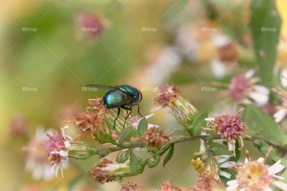 Green Fly on Flower