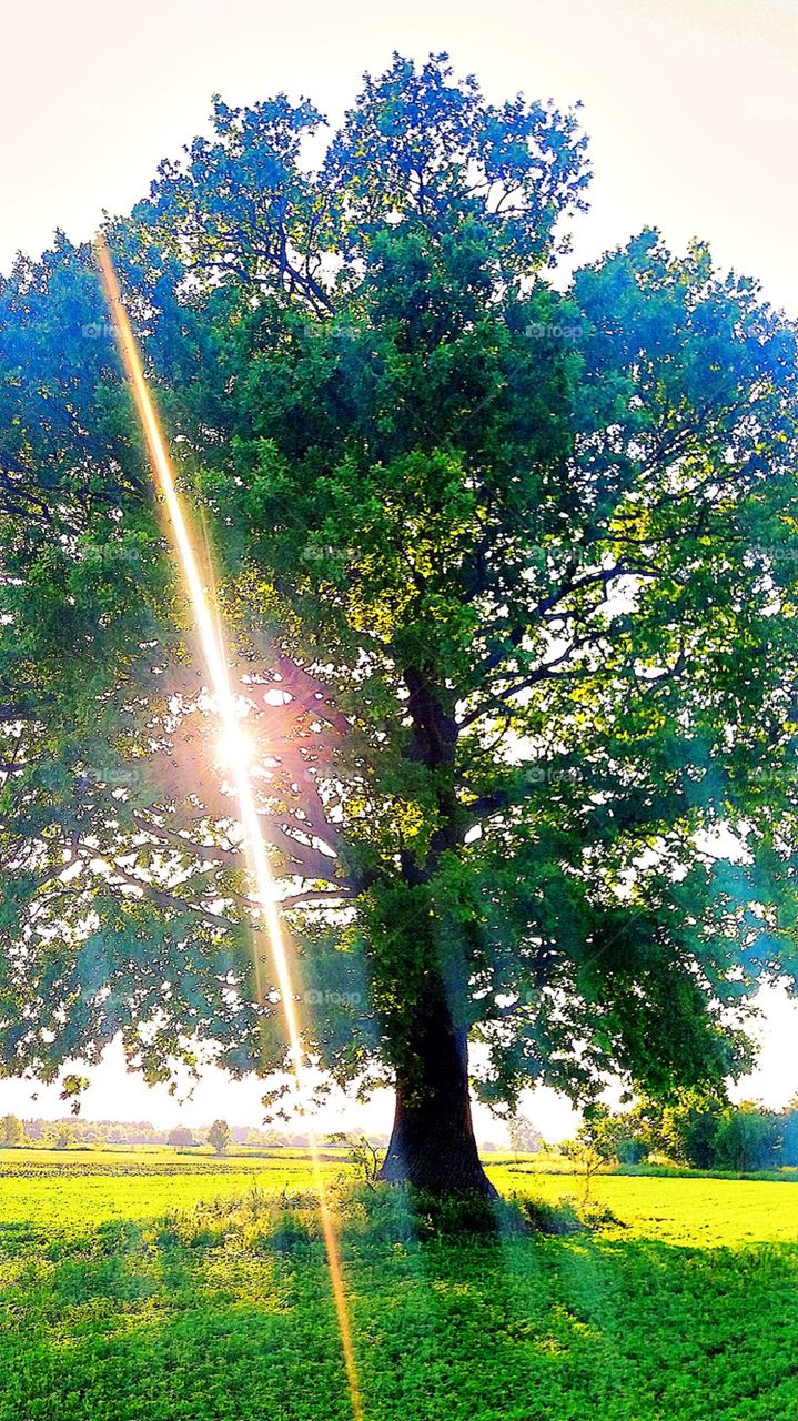 This oak is 152 years old, a protected site, but it never ceases to please me