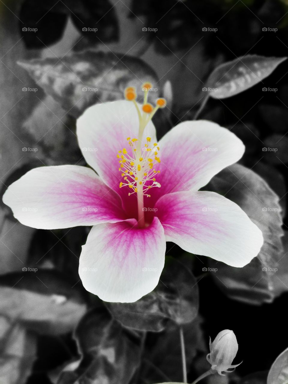 Bauhinia acuminata with pink and whitish glow