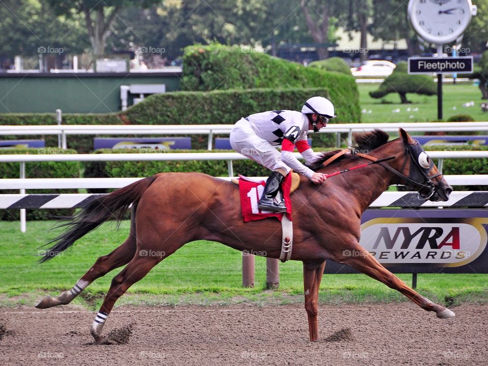 Italian Rules Wins Again. This stunning chestnut gelding just keeps winning races. The long striding gelding winning at Saratoga with ease.