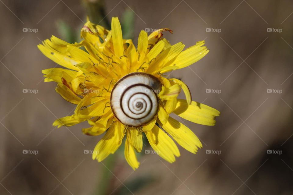 snail on a wild flower