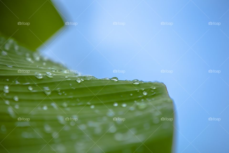 Gotas de lluvia sobre hoja de banana 