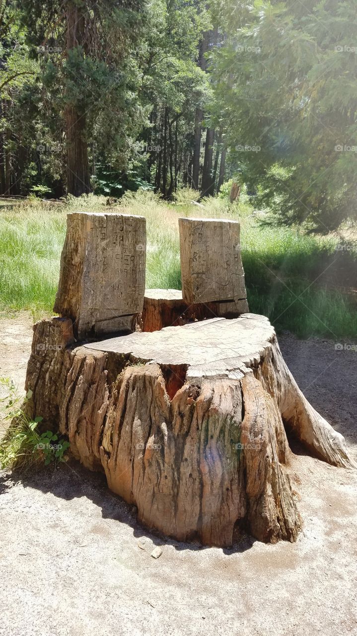 Tree stump carved  out chair