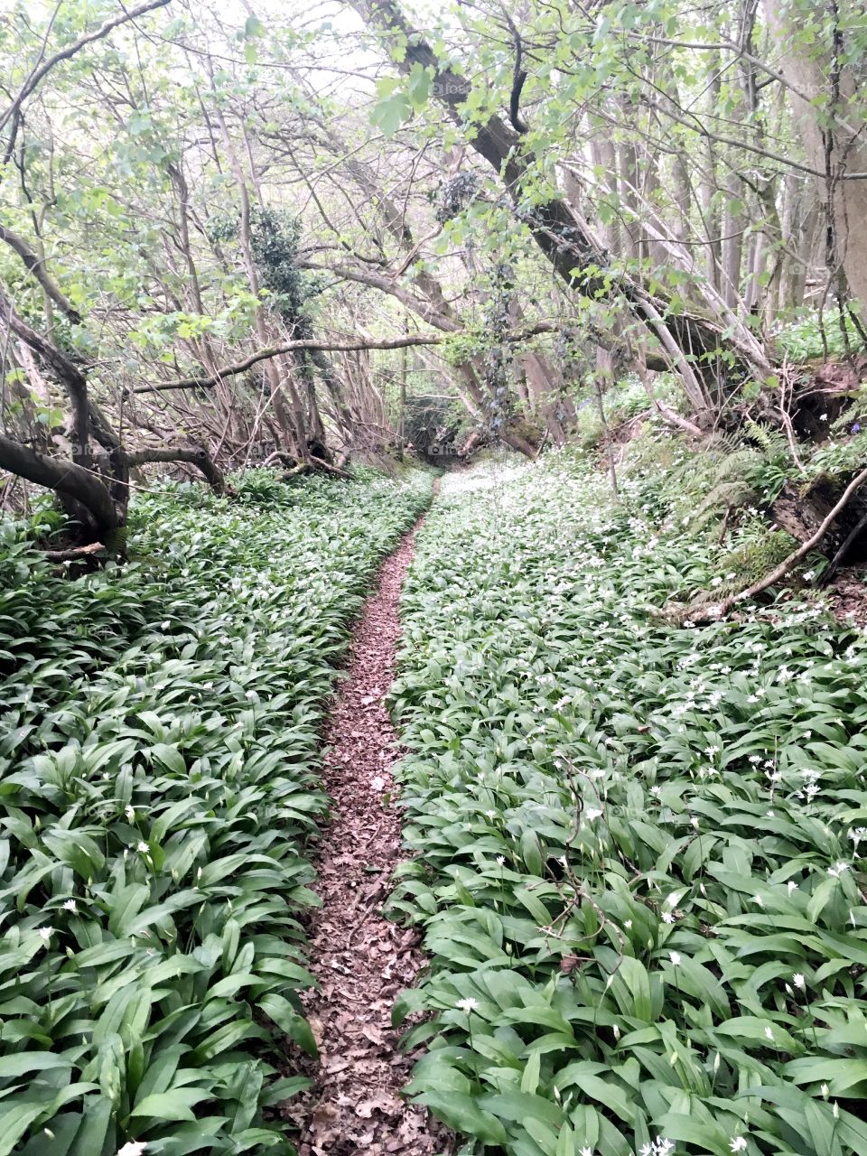 Wild Garlic