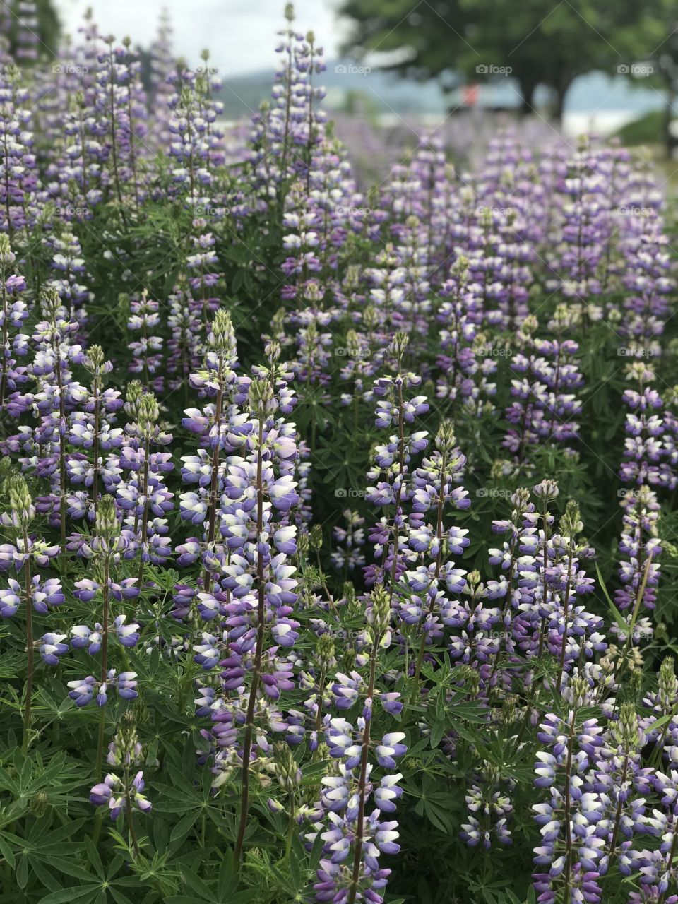 Sweet smelling purple lupines of Oregon 