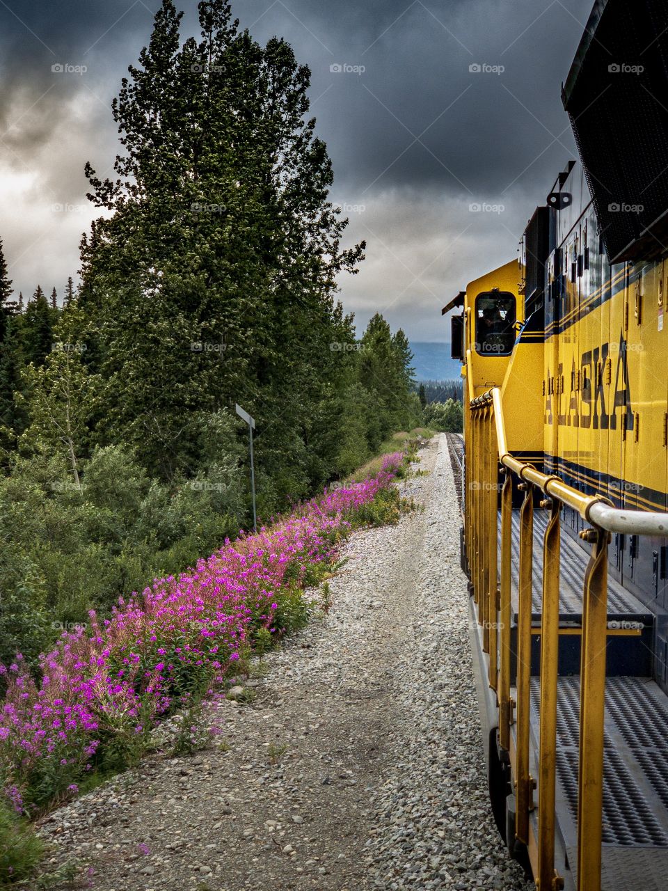 Fireweed is in full bloom along the Alaska Railroad 
