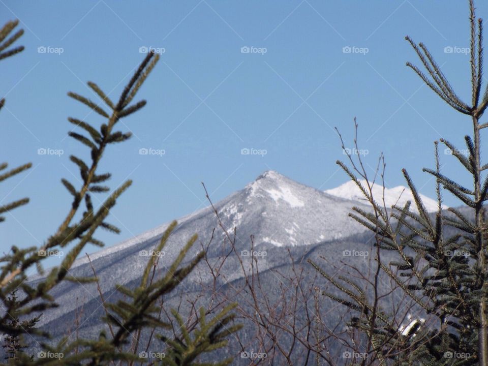 Mountain through pines