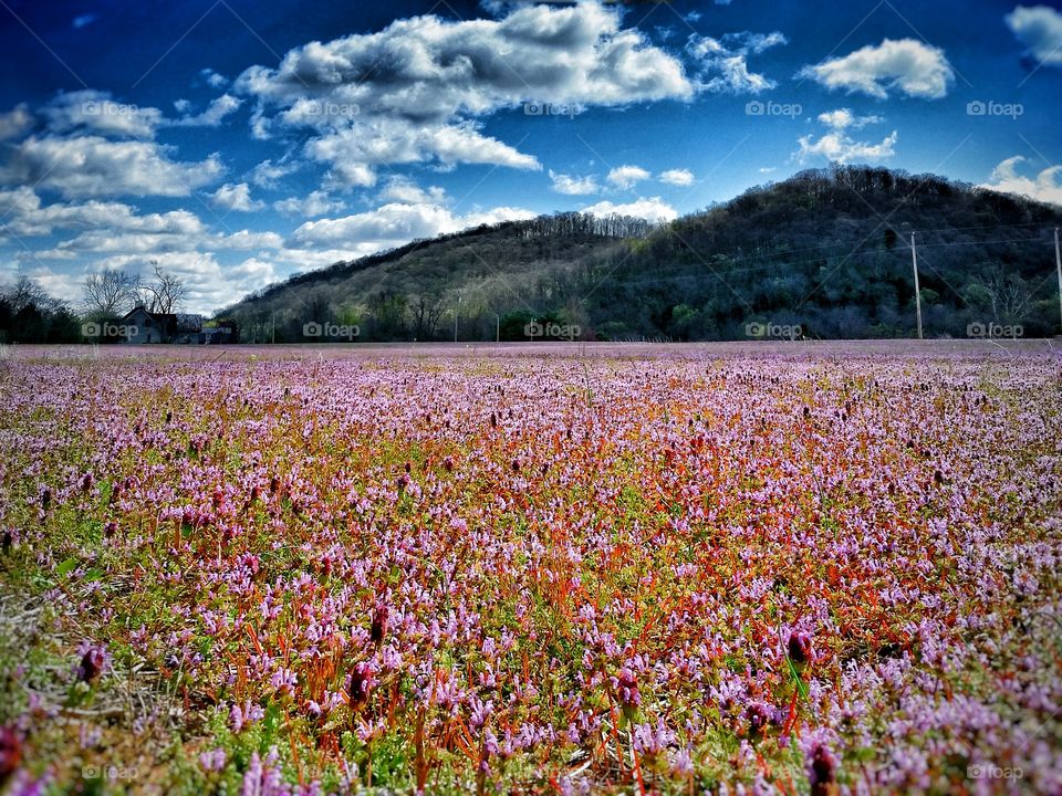 Field of clover on a sunny day.