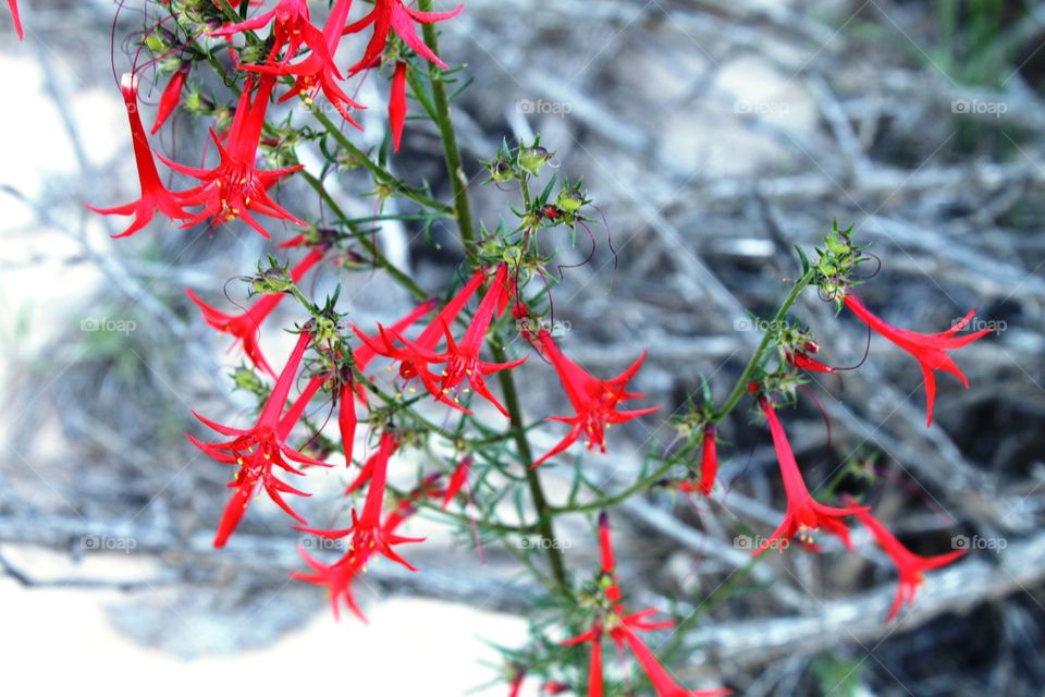 Anisacanthus flowers