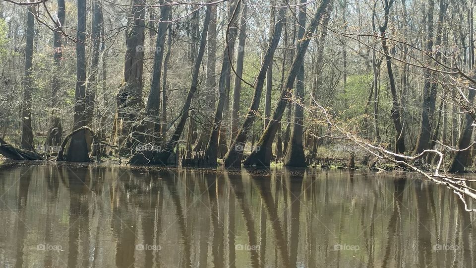 Water, Wood, Tree, River, Nature