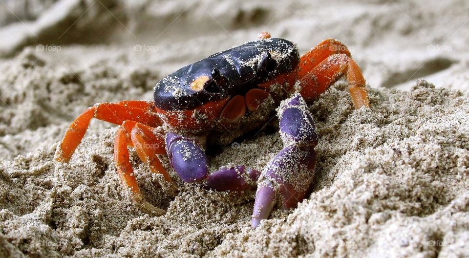 Colorful crab found on Tortuga Island in Costa Rica