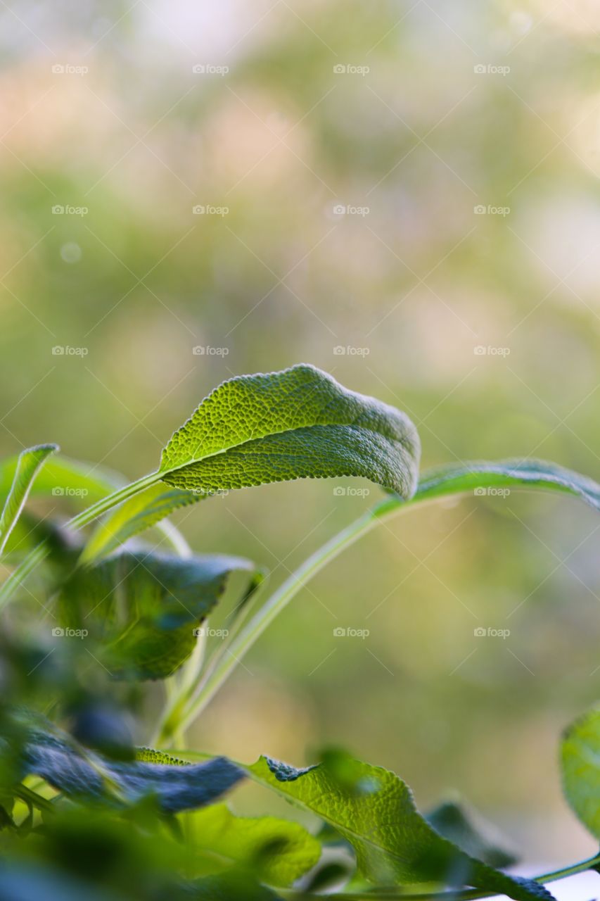 Sage. Fresh herb