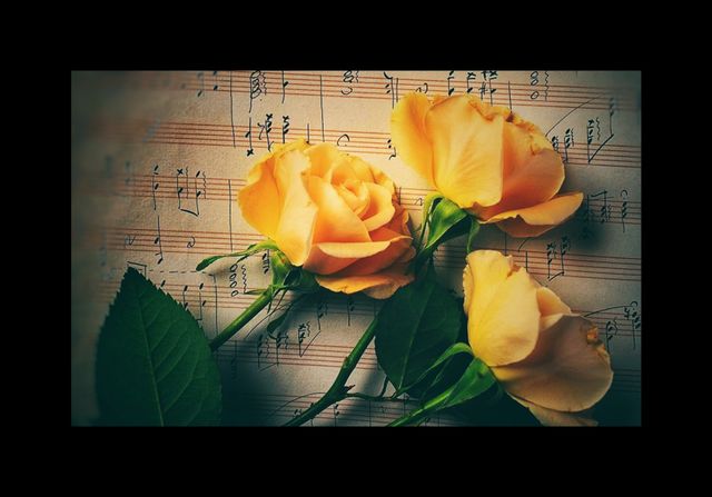 In this photo I captured three beautiful yellow roses, the power of three