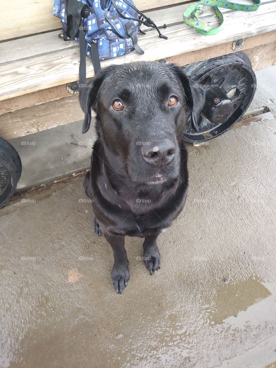 Black lab resting during walk in light rain