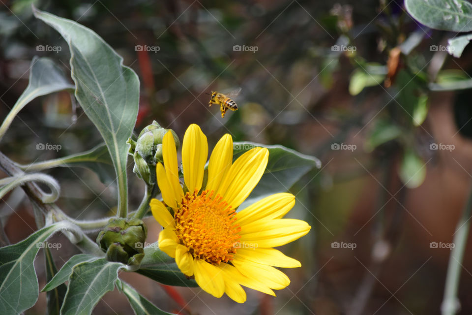 Sunflower and a hovering bee