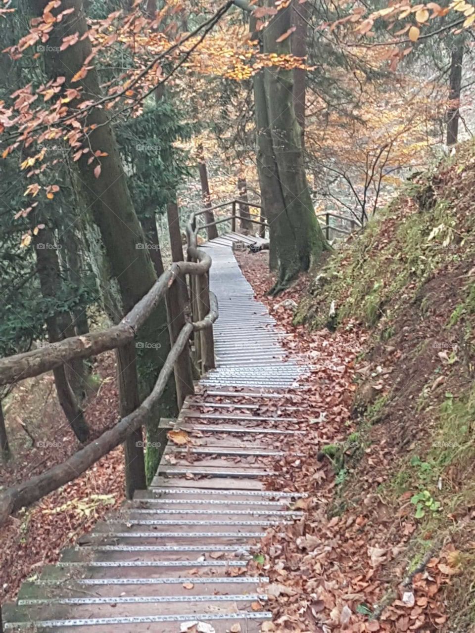 stairs in the wood