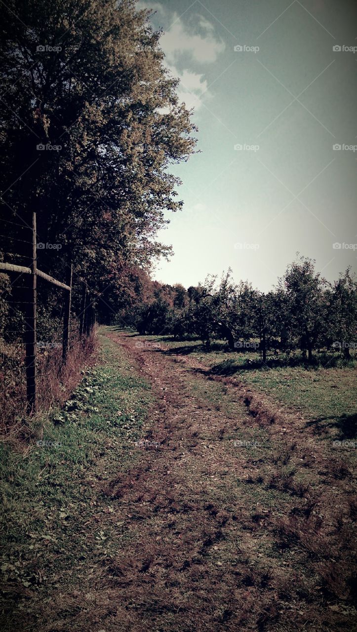Pathway. we went apple picking