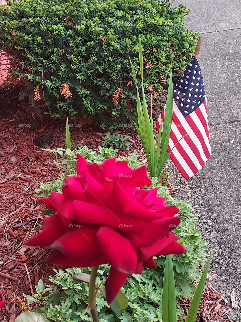 red rose and American flag