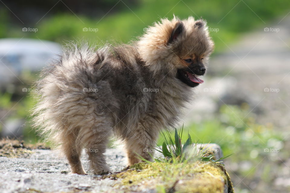 Pomeranian puppy