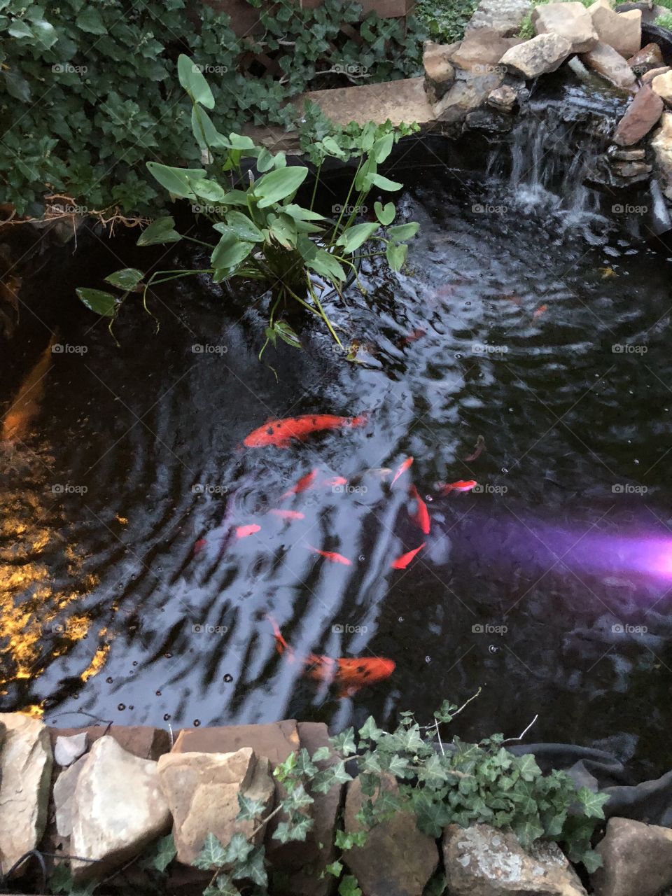 Fish pond