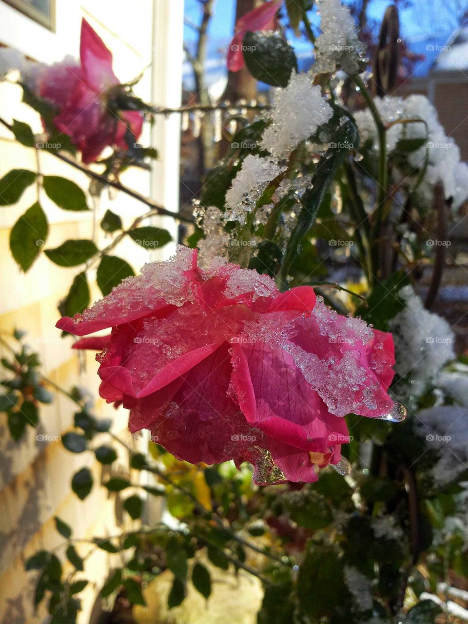 Rose frozen in spring