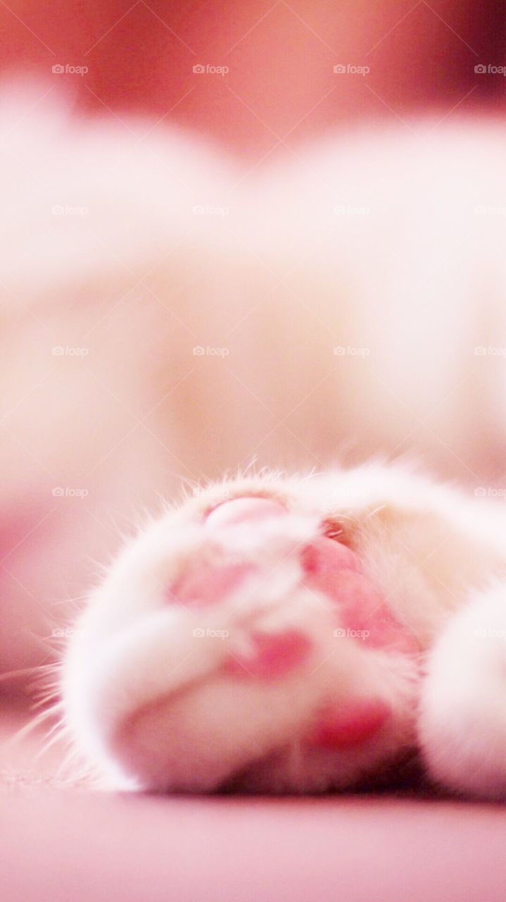 cat paws 