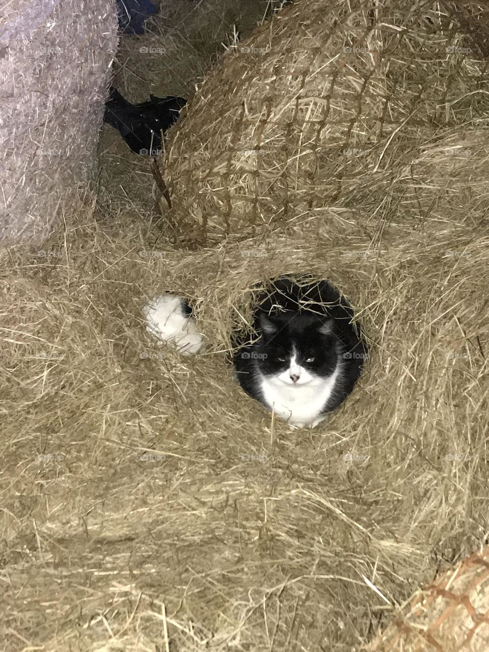 Black and white cat sat in hay