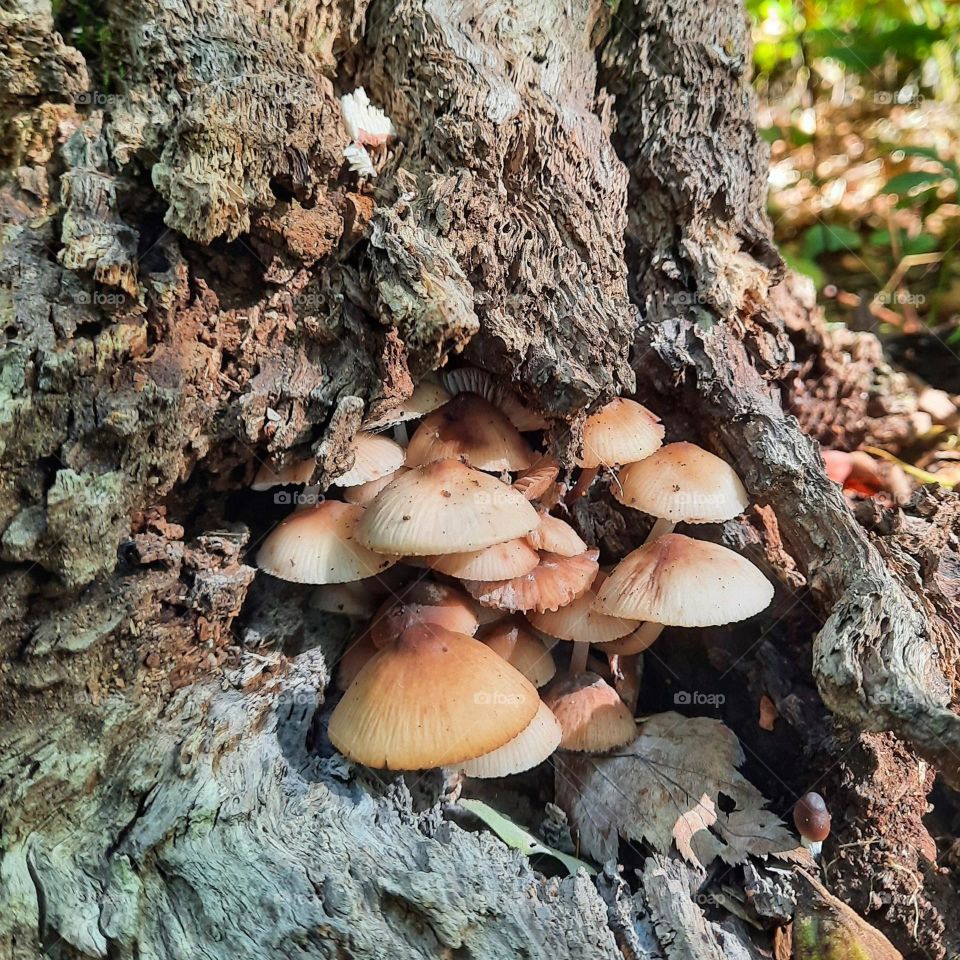 Little mushrooms on a log