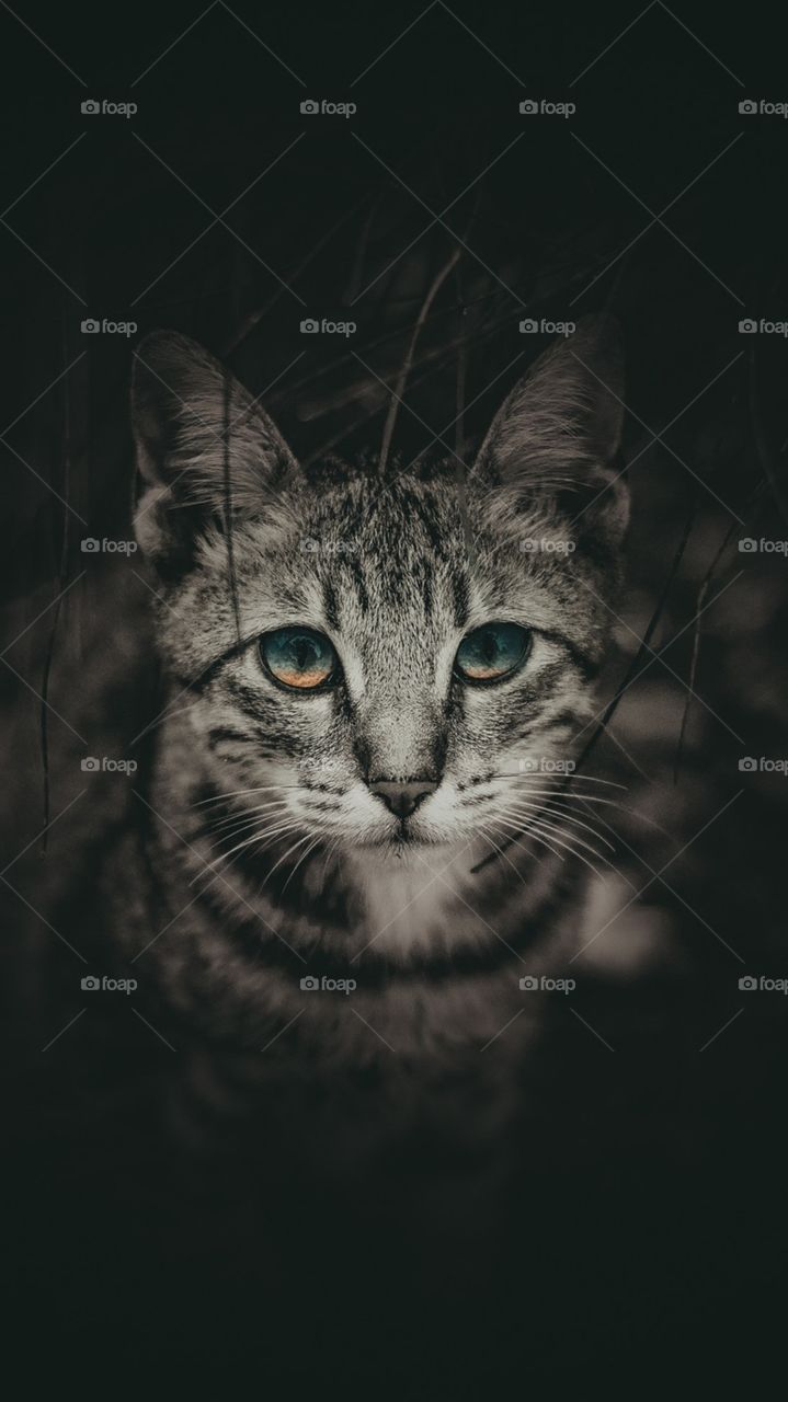 Portrait, Cat, Animal, Eye, Pet