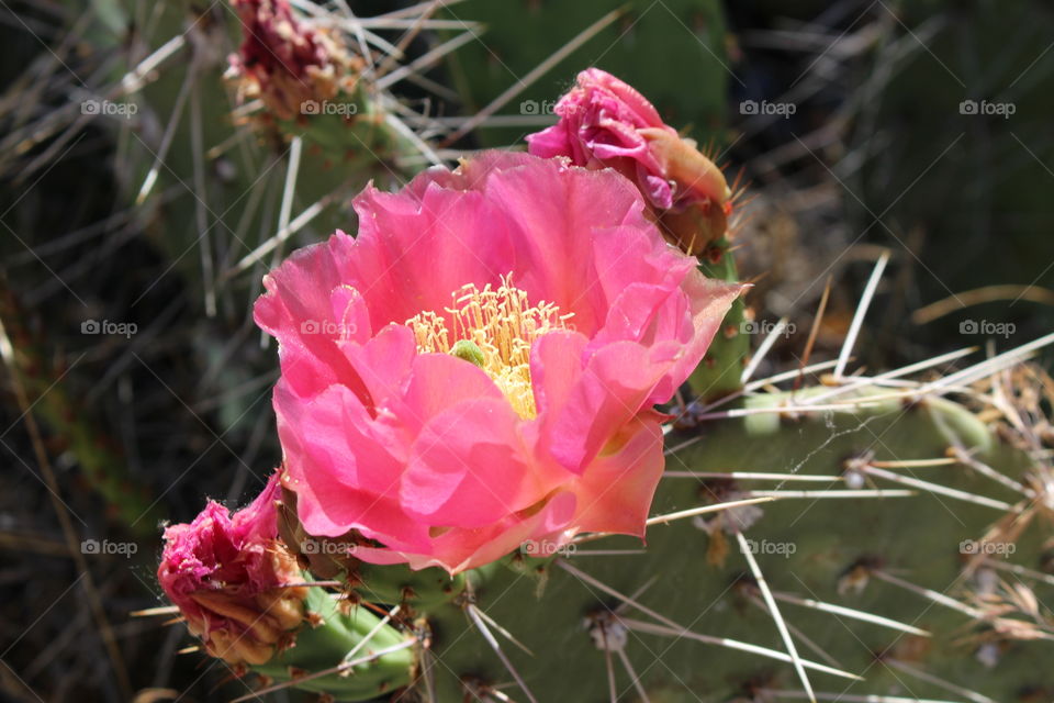 pink prickly pear