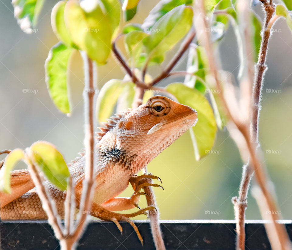 chameleon at the window