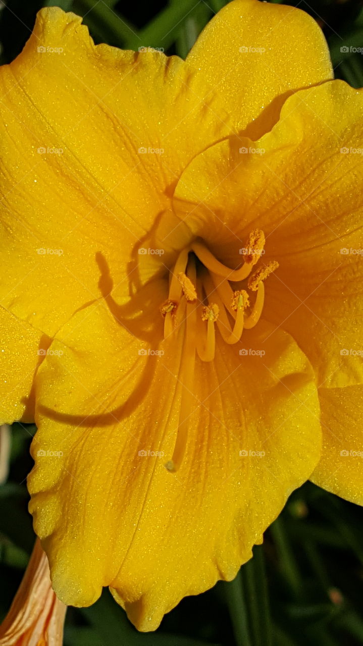 Shimmering yellow flower