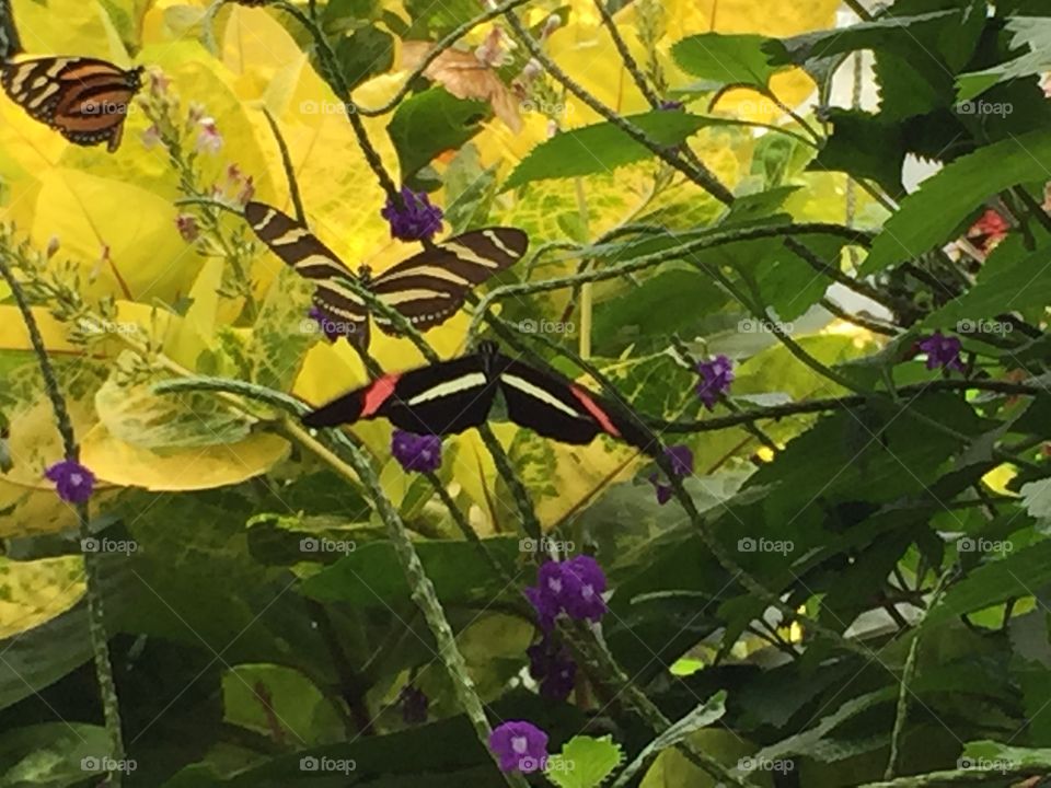 Butterfly Garden Niagara Falls Canada 