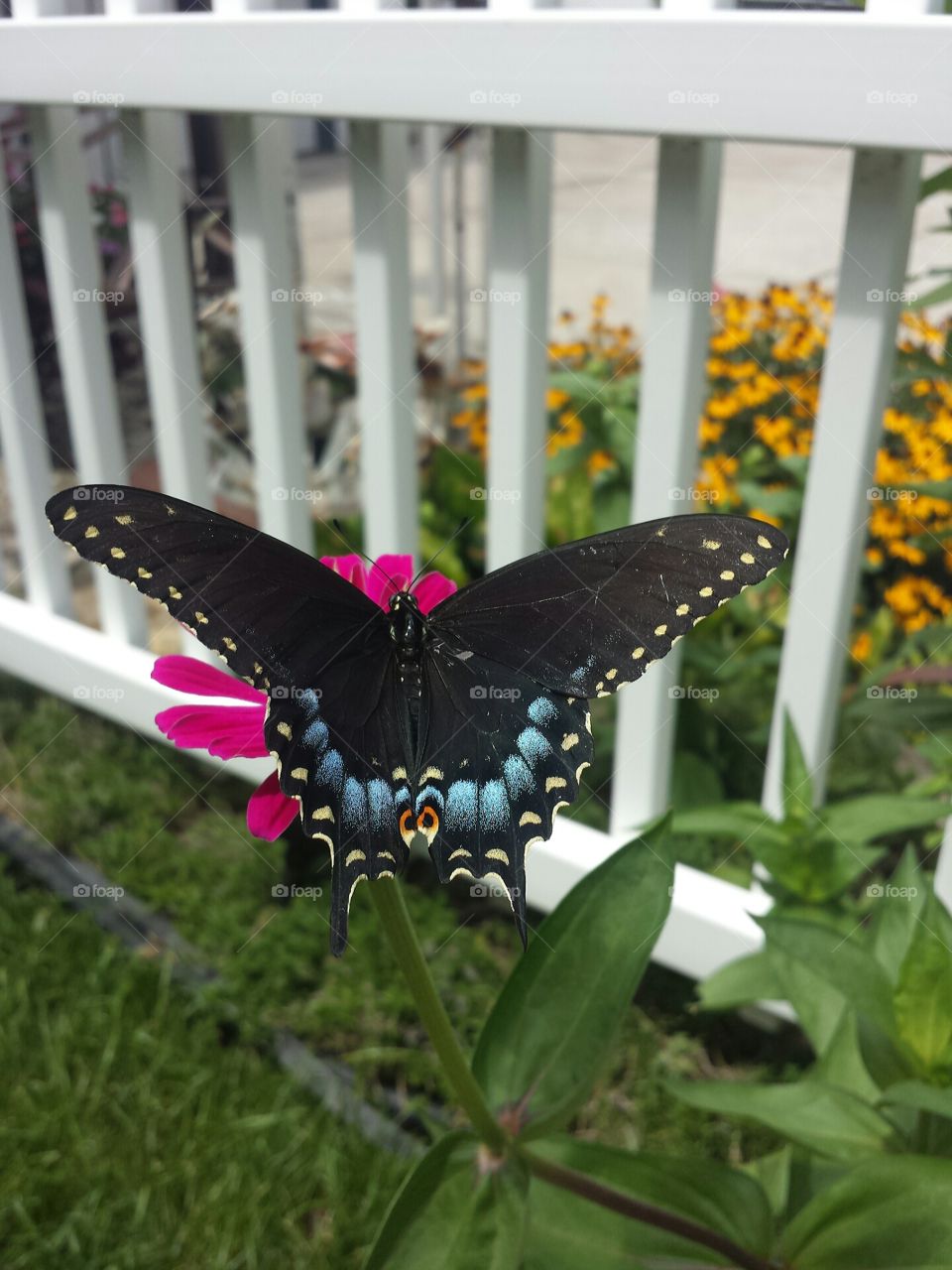 swallowtail & pink zinnia