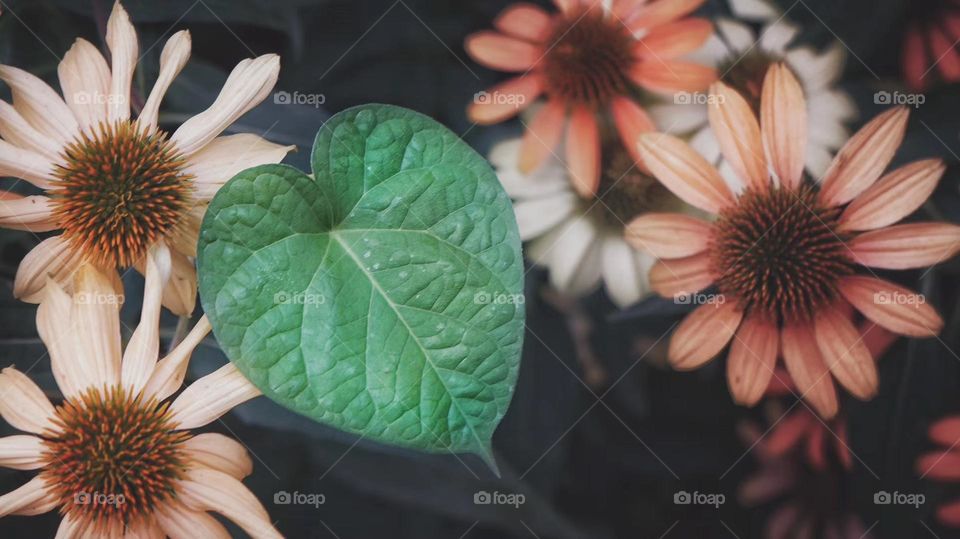 Heart-shaped plant