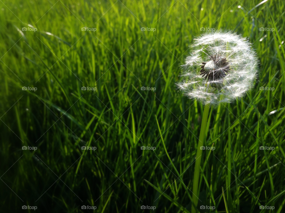 green garden dandelion grass by extraresolution